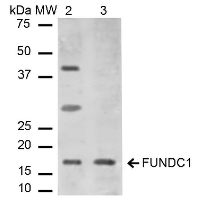 FUNDC1 Antibody in Western Blot (WB)