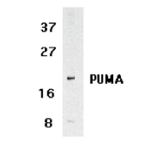 PUMA alpha Antibody in Western Blot (WB)