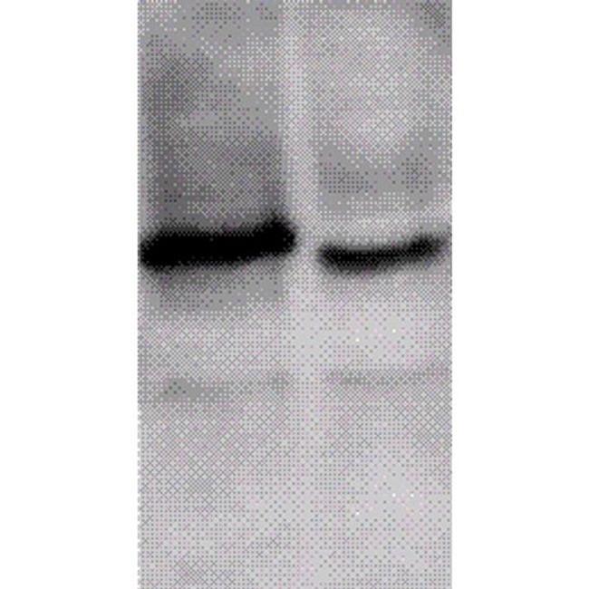 ING1 Antibody in Western Blot (WB)