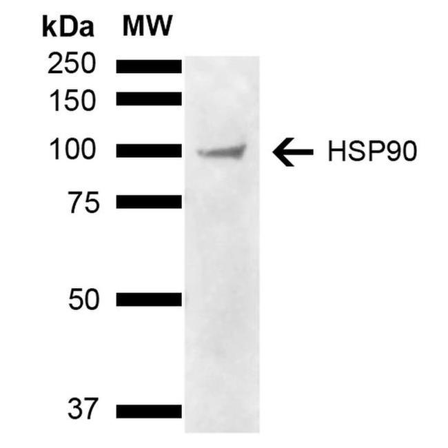 HSP90 Antibody in Western Blot (WB)