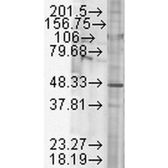 GSK3B Antibody in Western Blot (WB)