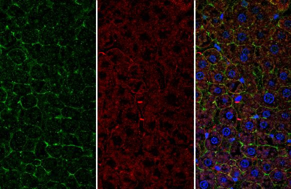 CD166 Antibody in Immunohistochemistry (Paraffin) (IHC (P))