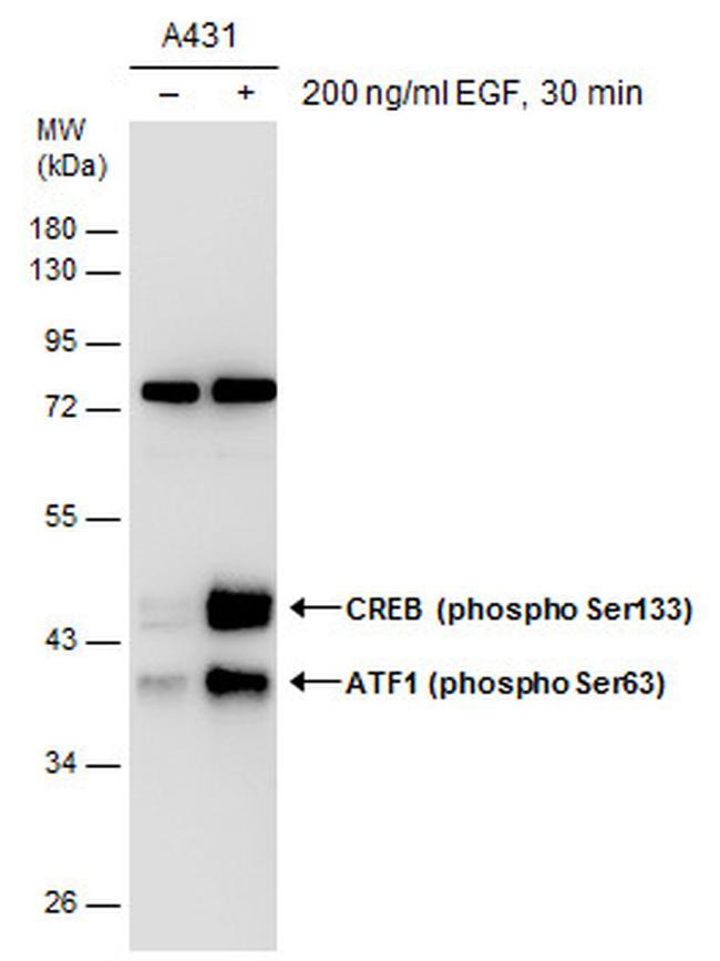 Phospho-ATF1 (Ser63) Antibody in Western Blot (WB)