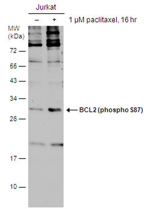 Phospho-Bcl-2 (Ser87) Antibody in Western Blot (WB)