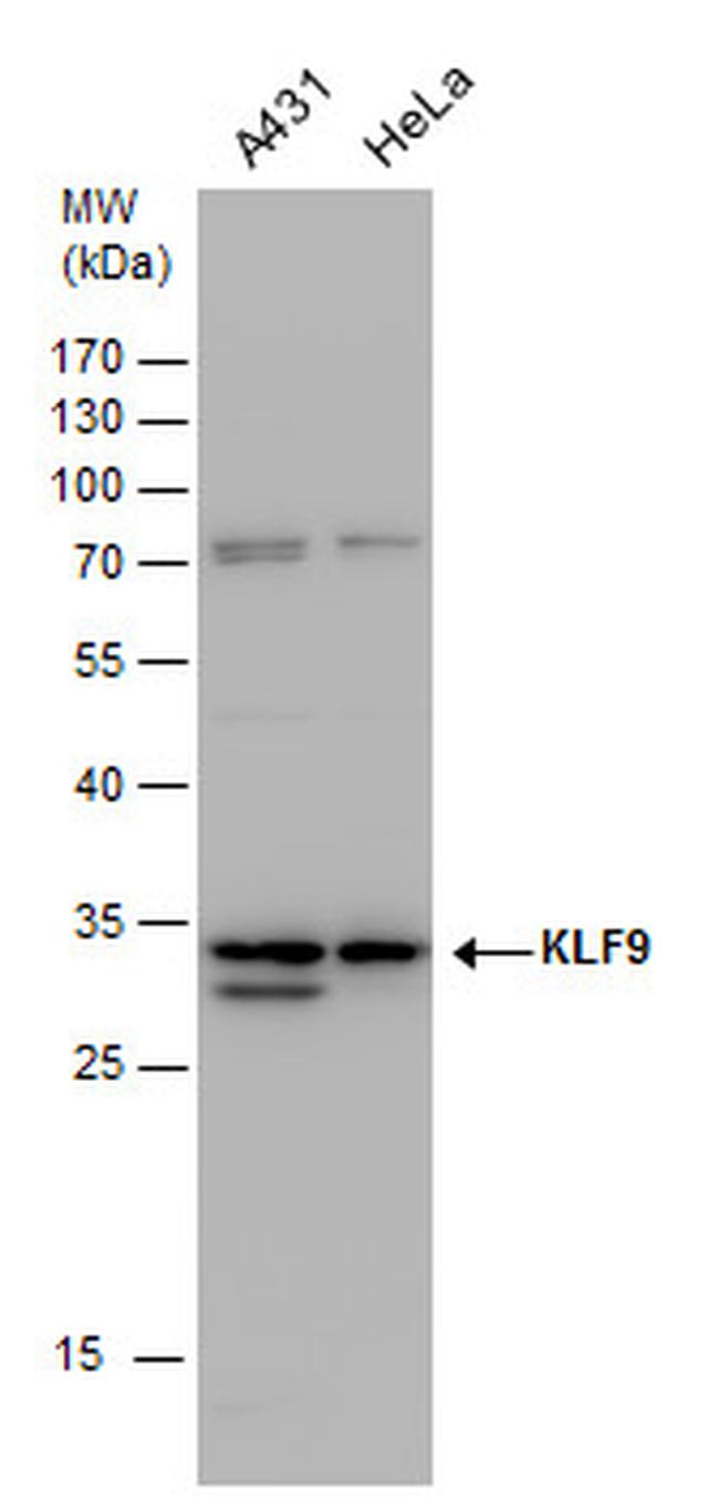 KLF9 Antibody in Western Blot (WB)