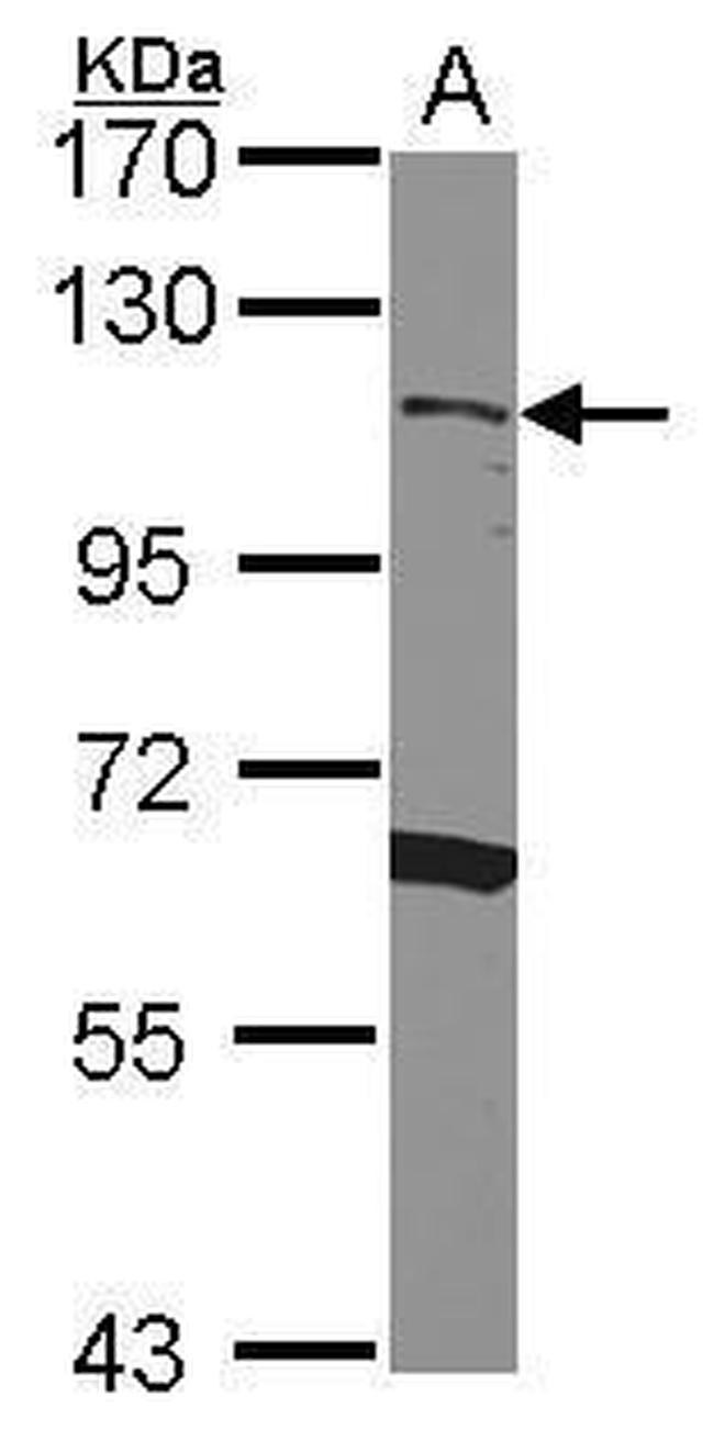CD34 Antibody in Western Blot (WB)