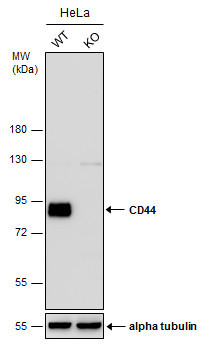 CD44 Antibody in Western Blot (WB)