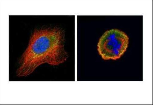 Cdc25C Antibody in Immunocytochemistry (ICC/IF)