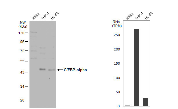 C/EBP alpha Antibody in Western Blot (WB)