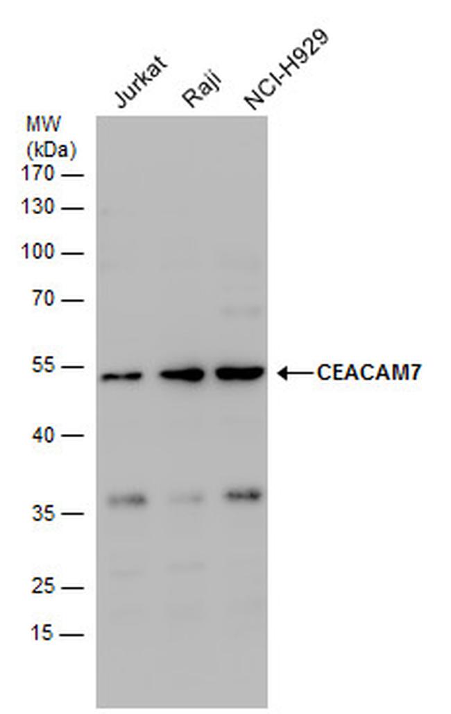 CEACAM7 Antibody in Western Blot (WB)