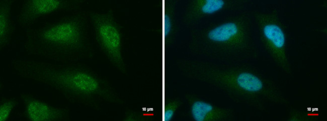 CLK3 Antibody in Immunocytochemistry (ICC/IF)