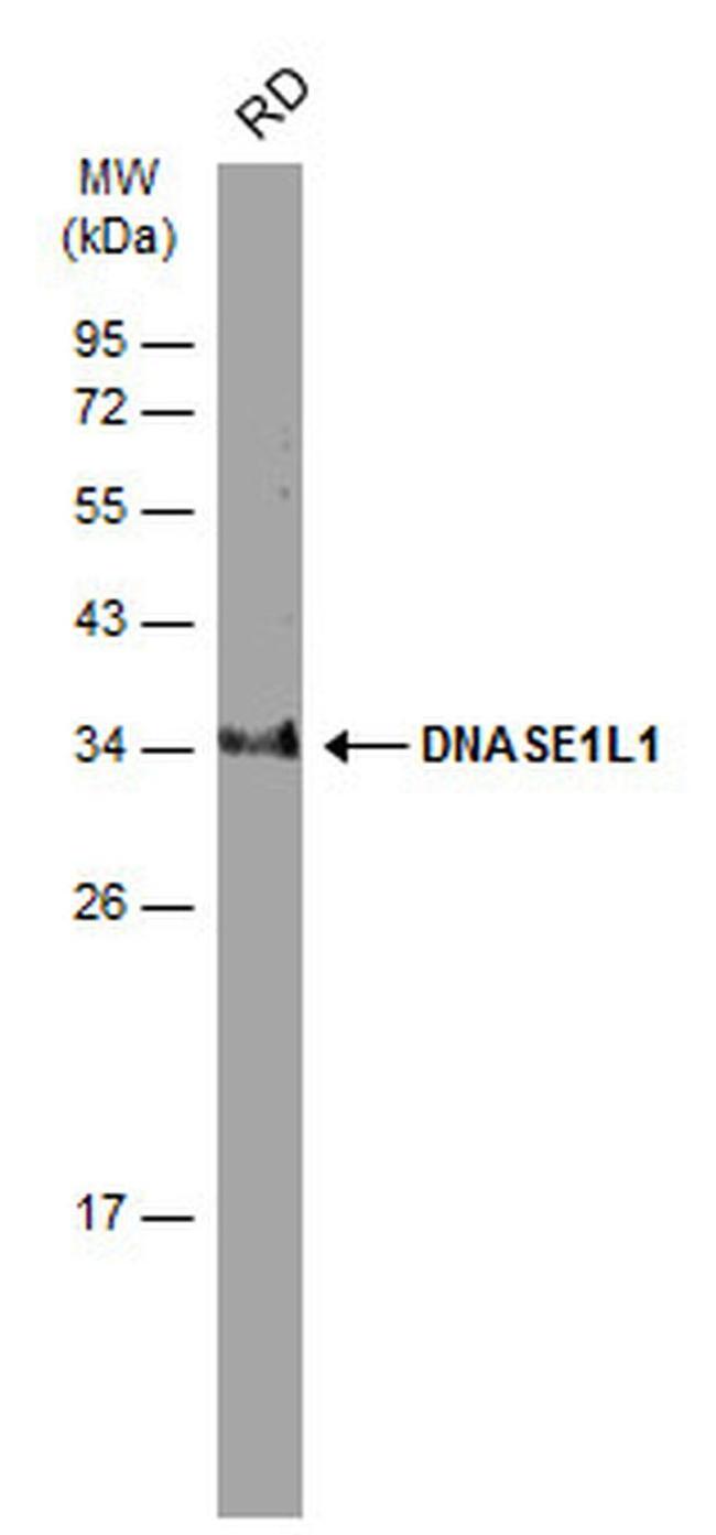 DNASE1L1 Antibody in Western Blot (WB)