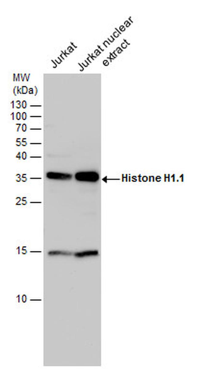 Histone H1.1 Antibody in Western Blot (WB)