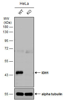 IDH1 Antibody in Western Blot (WB)