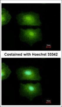 IL-16 Antibody in Immunocytochemistry (ICC/IF)