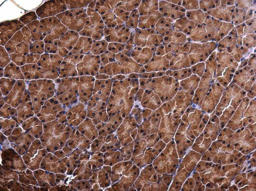 PDX1 Antibody in Immunohistochemistry (Paraffin) (IHC (P))
