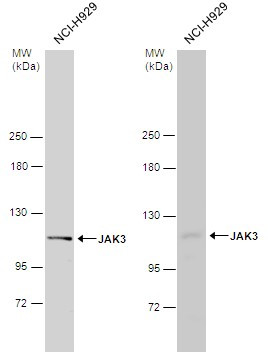 JAK3 Antibody in Western Blot (WB)