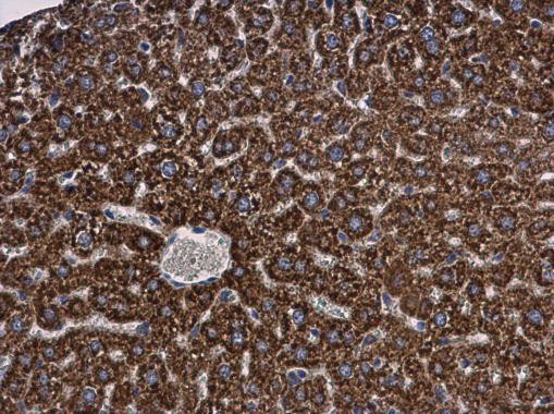 MGST1 Antibody in Immunohistochemistry (Paraffin) (IHC (P))
