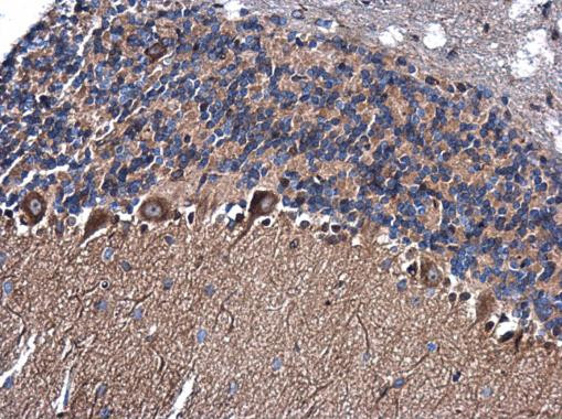 NAP1L1 Antibody in Immunohistochemistry (Paraffin) (IHC (P))