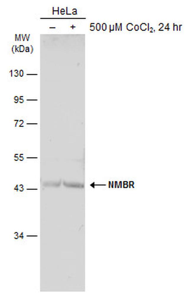 NMBR Antibody in Western Blot (WB)
