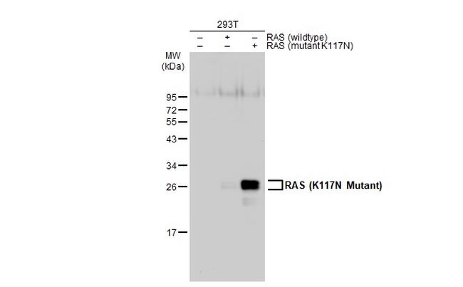 Ras (K117N Mutant) Antibody in Western Blot (WB)
