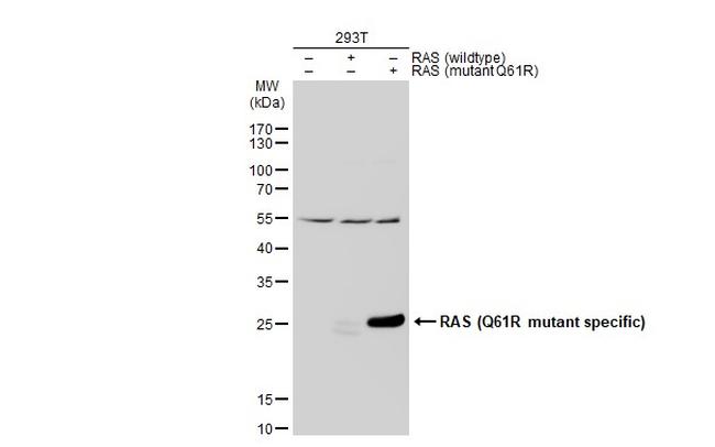 Ras (Q61R Mutant) Antibody in Western Blot (WB)