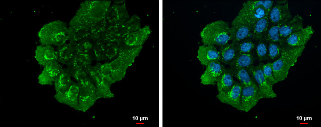 NUCB2 Antibody in Immunocytochemistry (ICC/IF)