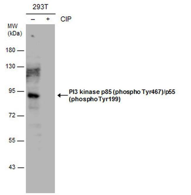 Phospho-PI3K p85/p55 (Tyr467, Tyr199) Antibody in Western Blot (WB)