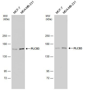 PLCB3 Antibody in Western Blot (WB)