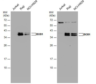BOB-1 Antibody in Western Blot (WB)