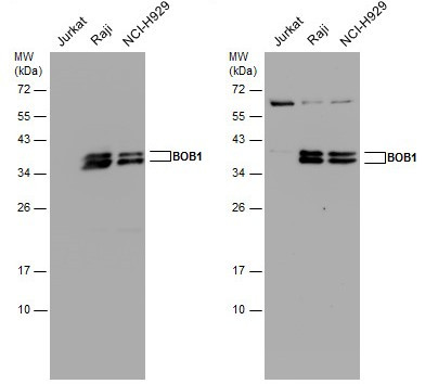 BOB-1 Antibody in Western Blot (WB)