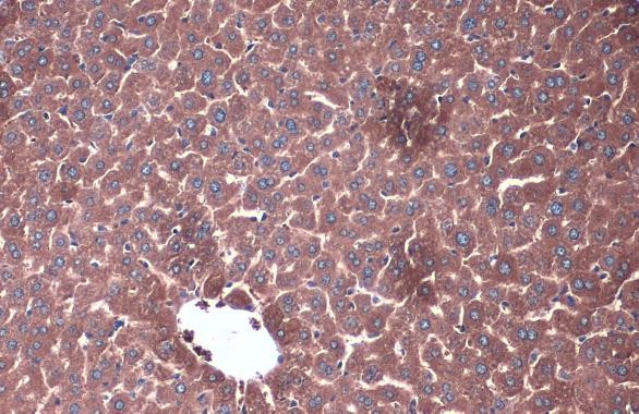 PP2A alpha/beta Antibody in Immunohistochemistry (Paraffin) (IHC (P))