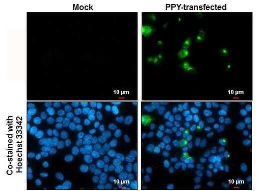 PPY Antibody in Immunocytochemistry (ICC/IF)
