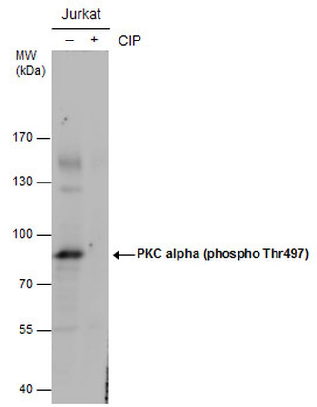 Phospho-PKC alpha (Thr497) Antibody in Western Blot (WB)