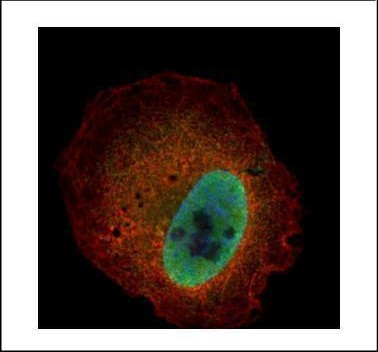 Kallikrein 6 Antibody in Immunocytochemistry (ICC/IF)