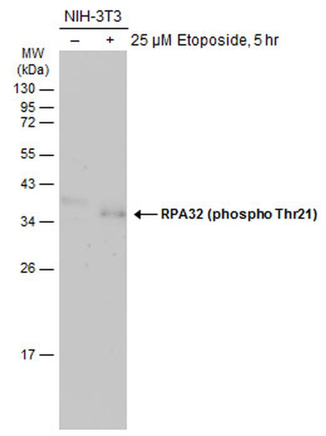 Phospho-RPA2 (Thr21) Antibody in Western Blot (WB)