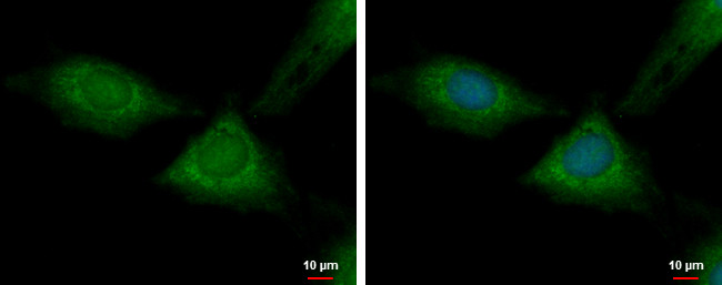 RPL37 Antibody in Immunocytochemistry (ICC/IF)