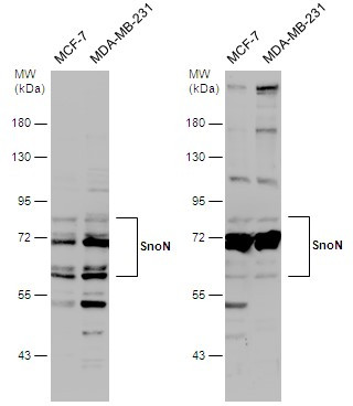 SnoN Antibody in Western Blot (WB)