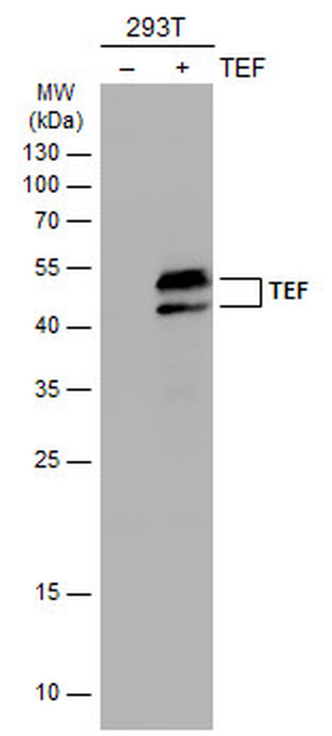 TEF Antibody in Western Blot (WB)