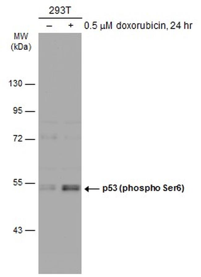 Phospho-p53 (Ser6) Antibody in Western Blot (WB)