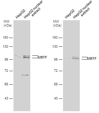 UBF-1 Antibody in Western Blot (WB)