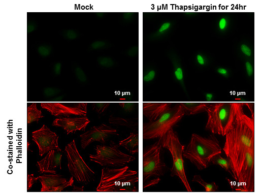 XBP1 Antibody in Immunocytochemistry (ICC/IF)