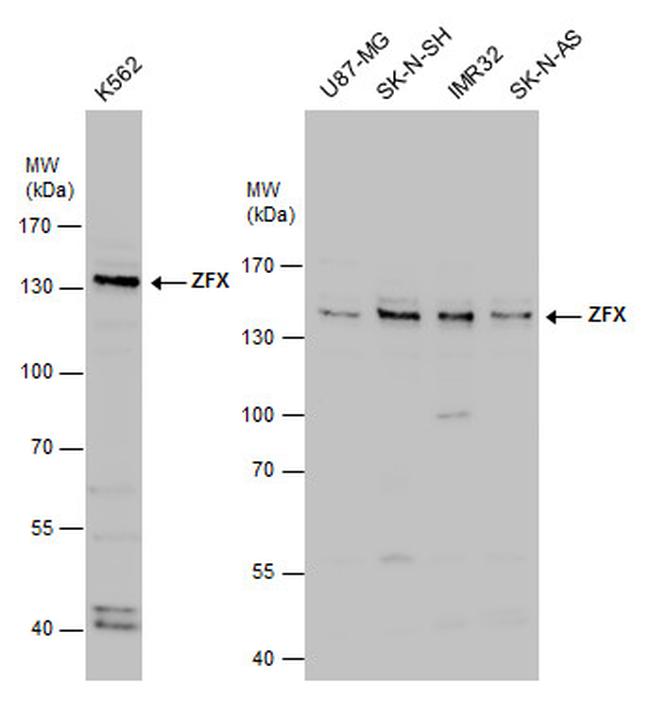 ZFX Antibody in Western Blot (WB)