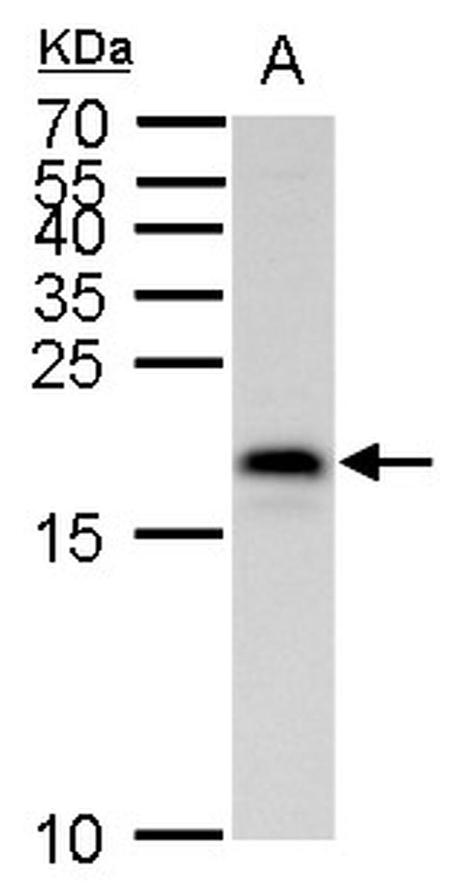 MAFK Antibody in Western Blot (WB)