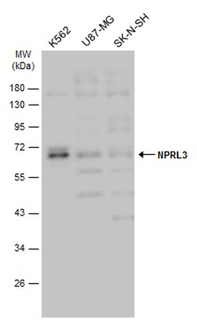 NPRL3 Antibody in Western Blot (WB)
