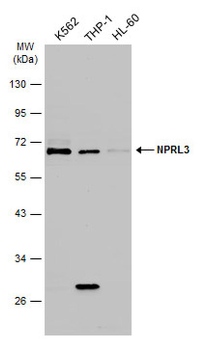 NPRL3 Antibody in Western Blot (WB)