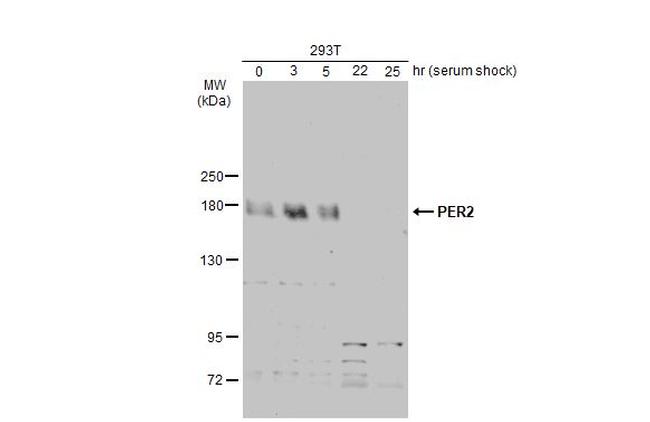 PER2 Antibody in Western Blot (WB)