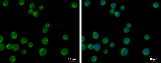 DOK2 Antibody in Immunocytochemistry (ICC/IF)