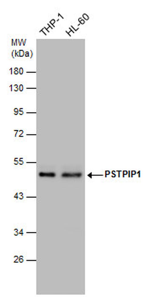 PSTPIP1 Antibody in Western Blot (WB)