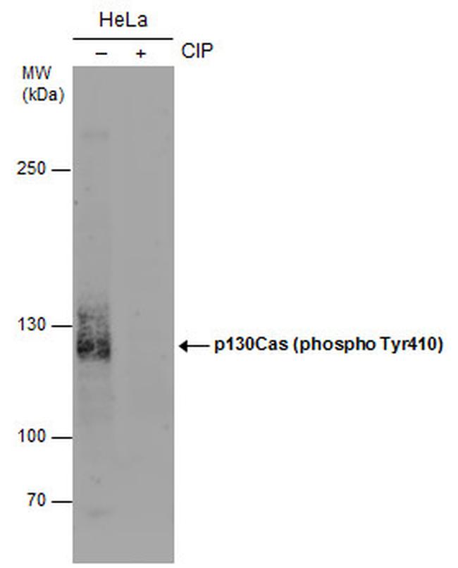 Phospho-p130Cas (Tyr410) Antibody in Western Blot (WB)
